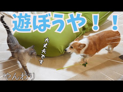 猫に遊びの誘いをやんわり断られるコーギー犬