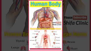 Human body internal part name & their photo,#humanbody#humanbodypartsname