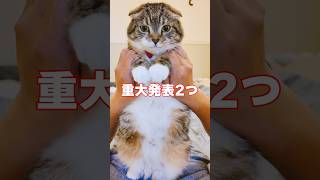 【重大発表】りっちゃんのお誕生日に「検索してはいけないキーワード」を検索してしまった飼い主の末路…😭 #猫