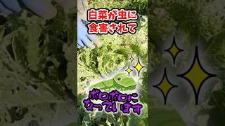 家庭菜園や農園の白菜栽培で害虫被害にあった白菜を菜花に！害虫撃退後、冬越しさせて菜花を収穫する白菜の育て方！【農家直伝】#shorts