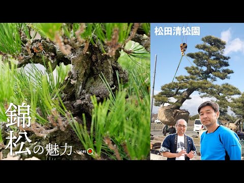 Matsuda Seishoen has been exporting bonsai for 50 years.  [Bonsai Q]