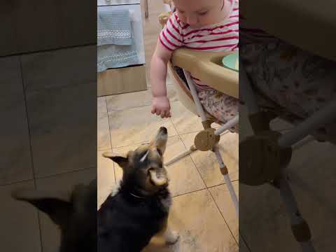 СОБАКИ И ДЕТИ | РЕБЕНОК КОРМИТ СОБАКУ #dog #funny #funnyvideo