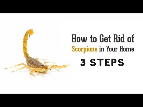 How to Get Rid of Scorpions | The Guardians Choice