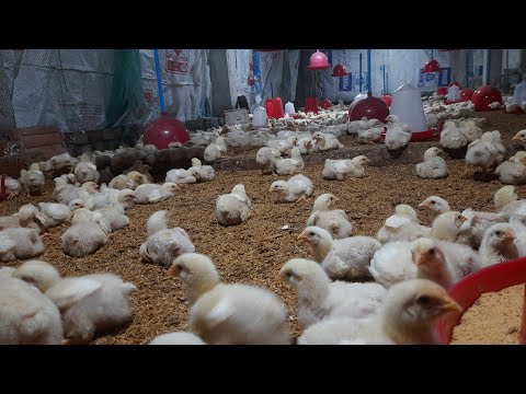 বোর্ডিং ঘর তৈরি// boarding for chicks...