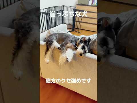 寝方のクセが強すぎる犬 #いぬ #犬のいる暮らし #schnauzer #可愛い犬