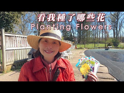 【園藝】種了四種花（波斯菊，萬壽菊，矢車菊，翠雀）看看我是怎麼種的｜兒子和女婿幫忙搬1.5噸的枕木到花園裡｜Planting Spring Flowers