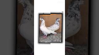 Pigeon lovers subscribe Trending short#viral short