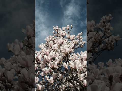 Magnolia magic in Zürich with my Fujifilm X-T1