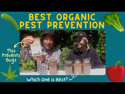 This Organic Pest Protection Can Stop Bugs From Attacking Your Plants