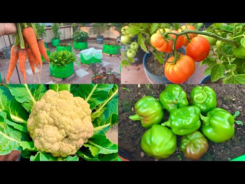 Which Winter Vegetable Seeds You Can Sow In September Month //September Vegetables //Terrace Garden