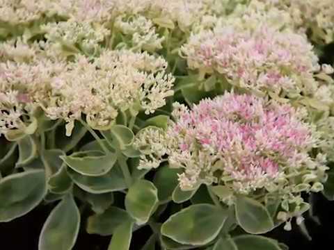 Get to Know Upright Sedum - Sun-Loving Plants