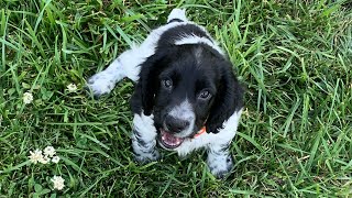 Field Bred English Cocker Spaniel Charlie Hustle Intro and basic retriever training.