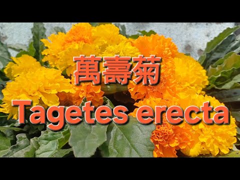 萬壽菊 Tagetes erecta