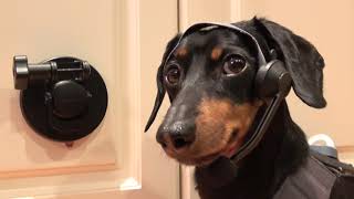 Crusoe Dachshund Outsmarts Furbo Dog Camera (Almost)