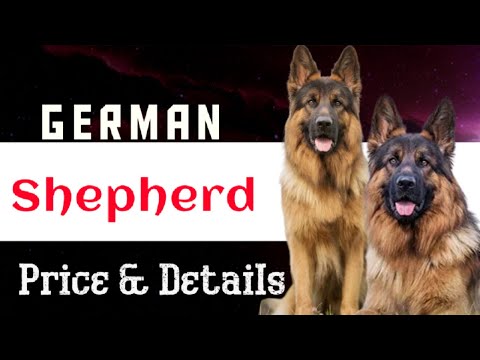 🐕‍🦺 German Shepherd Dog Price & Details in India #dogpricelist #doglover #dogprice