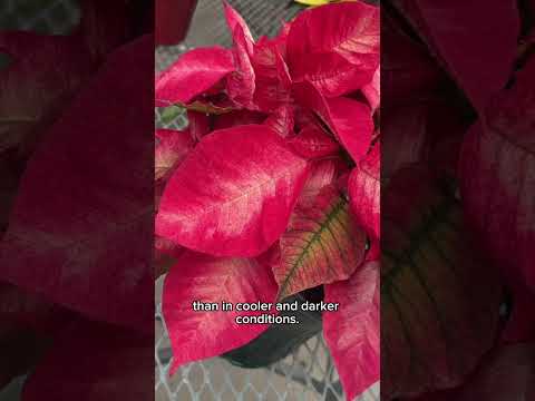 How To Care For Poinsettias