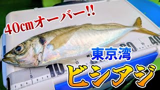 【東京湾】40㎝越えの豚アジを狙え！東京湾のビシアジ！【船釣り】