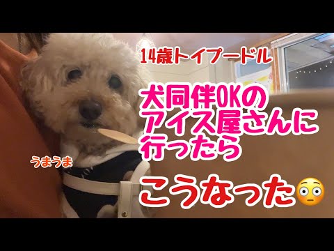 犬同伴OKのアイス屋さんにいったらこうなった😊