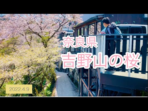 奈良県吉野山の桜🌸一目千本桜を見に行ってきた😊✨