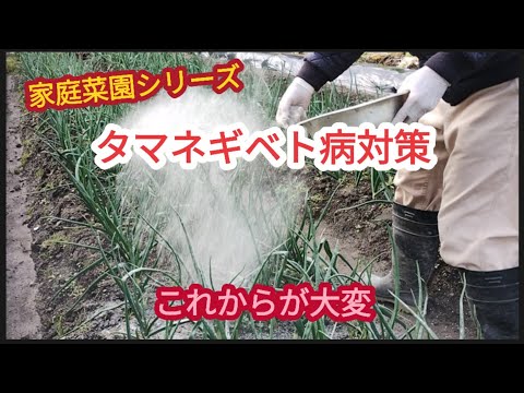 【タマネギのベト病対策】ベト病が発生する菜種梅雨前から実施【家庭菜園シリーズ】