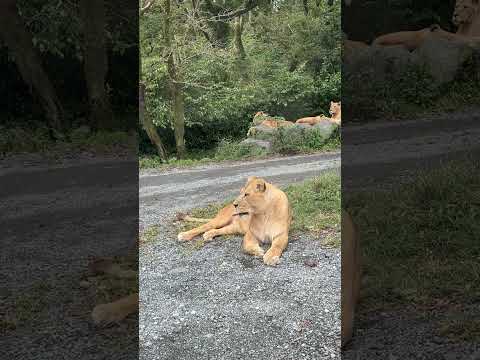 ライオン / Lion (Shorts 2) -- 富士サファリパーク / Fuji Safari Park (2024/10/6)