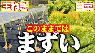 白菜がの葉が黄化！玉ねぎの葉も黄色い！【このままではマズい】この時期お野菜の状況を見て追肥が必要です【玉ねぎ】【白菜】【ニンニク】