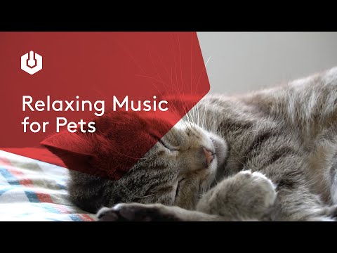 How Music For Pets Are Using Radio to Relax Cats & Dogs