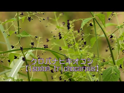 山野草・秋編＃100　クロバナヒキオコシ