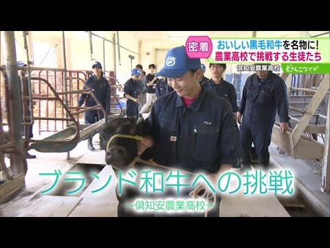 命をまなぶ高校生〜黒毛和牛を地元の名物に！高校生の挑戦【どさんこワイド179】2024.11.05放送