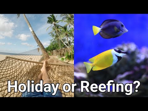 Does The Saltwater Aquarium Hobby Go Quiet In Summer? The Prestige Reef Dork Show Ep 53