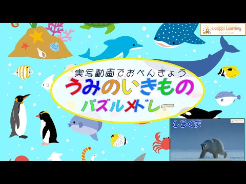 【Japanese】 Sea animals quiz Animation Puzzles & live action video Medley Flashcards for baby kids