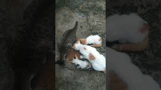 Nag papakain ng mga pusang labas#mixvlog #viralvideo