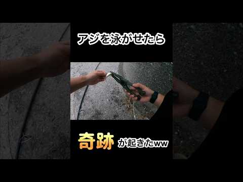 アジを泳がせたら奇跡が起きたww #アジの泳がせ釣り  #大分釣り