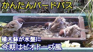 植木鉢でバードバス（野鳥の水浴び場）秋編：ビオトープ風～スズメ