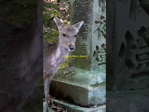 The deer of #Nara, #Japan, were friendlier than we expected. Until we bought #deer crackers...