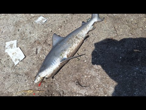 Lil fishing today caught a bullshark!!