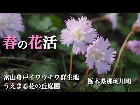 【春の山野草】 3月 イワウチワ群生地 富山舟戸/うえまる花の丘庭園 季節の花活をしてきました