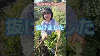 畑で野菜収穫