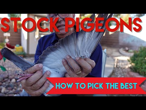 How To Pick Your Stock Birds #pigeonracing #breedingloft #stockbirds