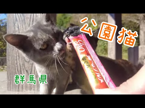 調子いい奴らだなぁ　チュール見せたら、顔色変わった^_^ 可愛い子猫の兄弟たち【群馬県】【2024紅葉の季節】【公園猫】