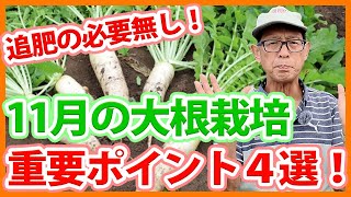 家庭菜園や農園の大根栽培で11月重要ポイント4選！大根を太らせるコツと大根の育て方！【農家直伝】