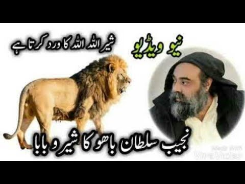 Lion calling Allah ||lion calling Allah Allah || Najeeb sultan lion