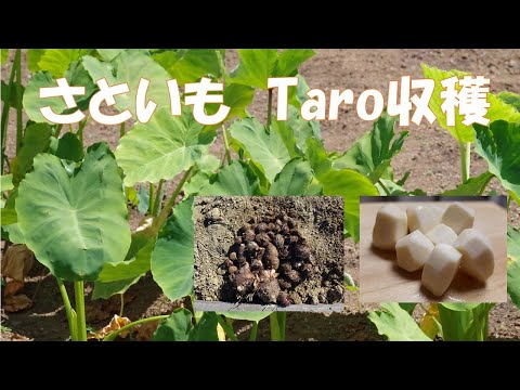 【週末栽培】ほったらかしだった里芋初めて掘ってみた　Holiday kitchen garden. Taro harvest. Easy peeling of taro