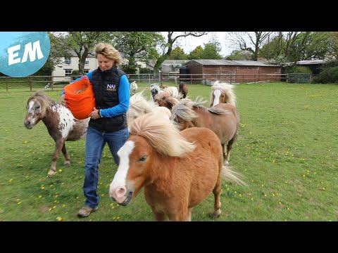 It's Breakfast time for all the Ponies! (Yard Vlog)