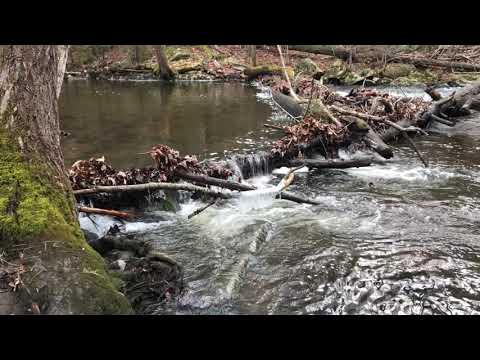 Black River Hiking with Our German Shepherd - Winter hiking! Hiking Video Series ep150