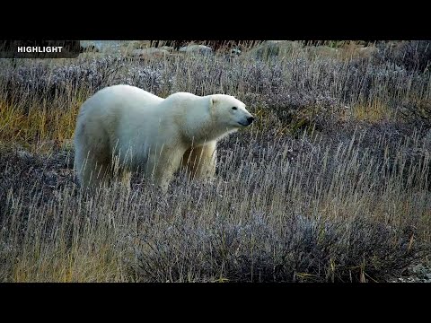 Tundra Buggy Lodge North - Polar Bears International | Highlights 2024