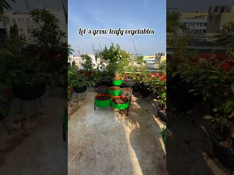 Let’s grow leafy vegetables