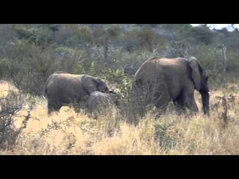 Baby Elephant