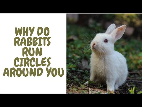 Why Do Rabbits Run Circles Around You