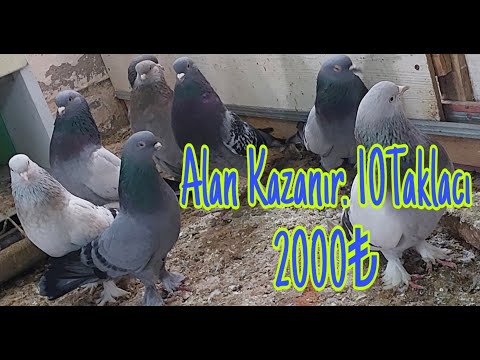 Alan Kazanır. 10Taklacı 2000pey. Watsap.545.550.0192